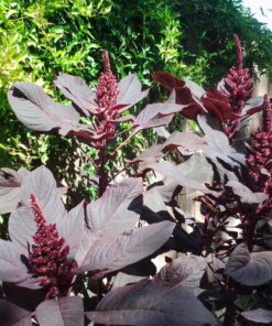 25,000+ Microgreens Seeds- Red Amaranth 21 81oafy9oQIL