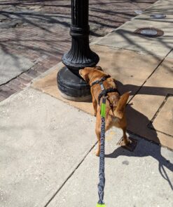 Tuff Mutt Hands Free Dog Leash For Running That Makes A Great Waist Leash for Dog Walking, Double Handle Bungee Leash with Reflective Stitching and Adjustable Dog Walking Belt green/gray 43 81oawS8p2ZL