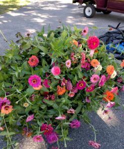 Zinnia - California Giant Mix - Bulk Pack 5,000 Seeds by Seeds2Go 22 81ob72FzgCL