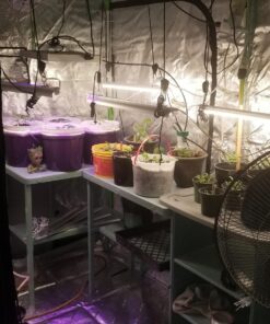 VIVOSUN S848 4x8 Grow Tent, 96"x48"x80" High Reflective Mylar with Observation Window and Floor Tray for Hydroponics Indoor Plant for VS4000/VSF4300 Black 96"x48"x80" 43 81obif0vNaL