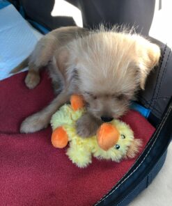 KONG - Plush, Low Stuffing Squeak Duck Dog Toy - Replacement Squeaker Included- For Small Dogs 1 Pack 32 81ocEnS6FGL