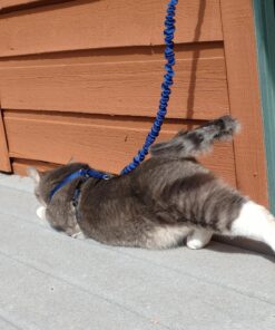 PetSafe Come With Me Kitty Harness and Bungee Leash, Harness for Cats, Large, Royal Blue/Navy 38 81ocHwmd kL