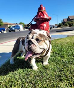 Royal Canin Bulldog Adult Dry Dog Food, 30 lb bag Chicken 30 Pound (Pack of 1) 34 81ogY7m51gL