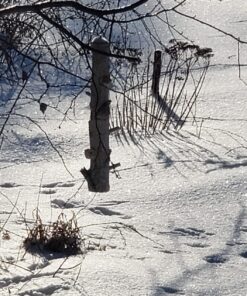 Pine Tree Farms 12 Pack of Log Jammers Hi Energy Suet 3 Refills (36 Plugs Total) 10 81ojyFOvwPL