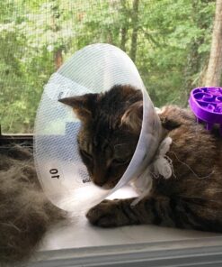 KONG - Cat ZoomGroom Purple 39 81ophhRP6PL