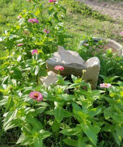 Sow Right Seeds - Flower Seed Collection - Carnation, Gayfeather, Dahlia, Morning Glory, Larkspur, Balsam, Snapdragon, Phlox, Zinnia, & Daisy - Non GMO Heirloom Seeds for Planting - 10 Packets 35 81ovfNHssL 1