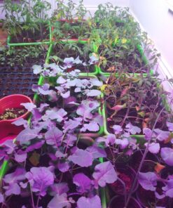 Roleadro LED Grow Light, 1200W 2nd Generation Plant Light Full Spectrum for Indoor Greenhouse Hydroponic Plants Veg and Flower 24 81owTATmqXL