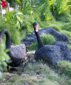 Sigma 150-600mm 5-6.3 Sports DG OS HSM Lens for Canon Canon SLR Mount US Version 121 81owmQRfZUL