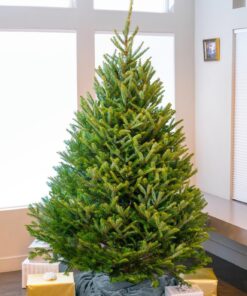 Sony 55mm F1.8 Sonnar T FE ZA Full Frame Prime Lens - Fixed Base 70 81oyCLeEt1L