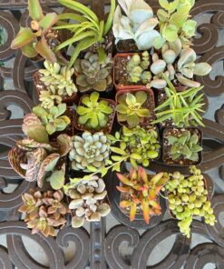 Shop Succulents Unique Succulent Plant Pack Bulk Collection - Live Mini Succulent Plants, Low Maintenance, Exceptional Colors & Textures - Wedding and Party Favors, Gift & Garden, Pack of 20 20-Pack Succulent Packs 45 81ozmkCKYSL