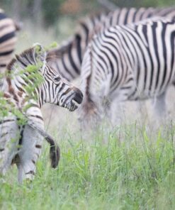 Sigma 150-600mm 5-6.3 Sports DG OS HSM Lens for Canon Canon SLR Mount US Version 85 81ozqx5wWqL