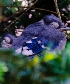 Tamron SP 70-200MM F/2.8 DI VC USD Telephoto Zoom Lens for Nikon (FX) Cameras Nikon FX Cameras 67 81p0A0CXPZL