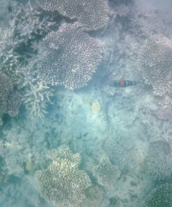 AKASO EK7000 4K30FPS Action Camera Ultra HD Underwater Camera 170 Degree Wide Angle 98FT Waterproof Camera Blue 37 81p1OqsHL