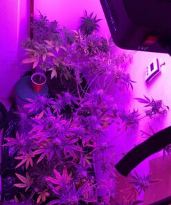 BESTVA 2024 Newest Upgrade 2000W Led Grow Light with High Yield Diodes Full Spectrum LED Grow Lights for Indoor Plants Greenhouse Veg Bloom Light Hydroponic Grow Lamp 50 81p1lrdpinL