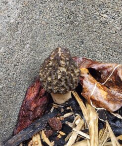 Backyard Morel Mushroom Growing Kit - MOREL HABITAT KIT ® 38 81p4zJKsqoL