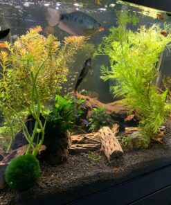 Natural Cholla Wood for Aquarium Decoration, Shrimp, Hermit Crab, Chew Toys for Small Pets (4 Inches Long(Pack of 3)) 4 Inches Long(Pack of 3) 29 81p6K9pj0SL