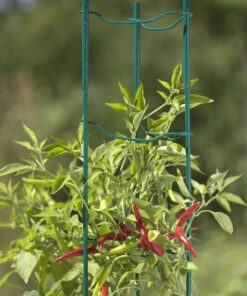 Gardener's Supply Company Pepper and Eggplant Support Stakes | Vegetable Garden Support Cages | Set of 3 - Red 7 81p7pd8uKnL