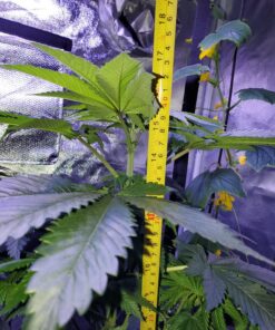 Advanced Nutrients 6201-14AB pH Perfect Sensi Grow Part A+B, 1 Liter, Brown/A 13 81pAYN8xtOL