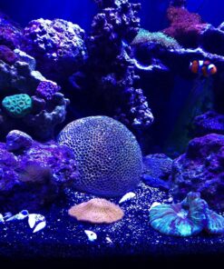 Two Little Fishies ATLMSPD4 Marine Snow, 16.9-Ounce 16.9 Fl Oz (Pack of 1) 3 81pCRKbWlyL