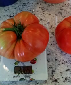 Xtreme Gardening HGC721205 Mykos Pure Mycorrhizal Inoculant Organic Root Enhancer, 2.2 lbs, Black 2.2 lbs. 36 81pF7TesBUL