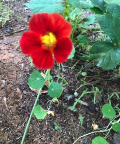 Seed Needs, 350+ Nasturtium Seeds for Planting - Jewel Mixture (Tropaeolum nanum) Non-GMO, Easy to Grow Mix, Attracts Pollinators - Bulk Bulk Pack (350 Seeds) 53 81pFDYMlekL