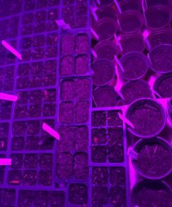 9GreenBox - Seedling Starter Trays, 144 Cells: (24 Trays; 6-Cells Per Tray), Plus 5 Plant Labels 32 81pG2P0V4BL