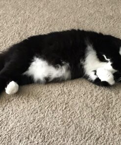 Royal Canin Feline Care Nutrition Hairball Care Dry Cat Food, 3 lb bag 3 Pound (Pack of 1) 37 81pGbvANINL 1