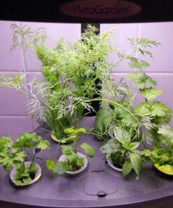 AeroGarden Classic 6 with Gourmet Herb Seed Pod Kit 65 81pK9v349qL