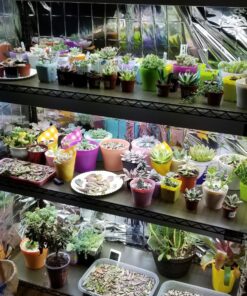 Hydrofarm FLT44 System 4' Fluorescent Grow Light, 1 Count (Pack of 1), White 4 Tubes 4-Feet 17 81pKj5ioOaL