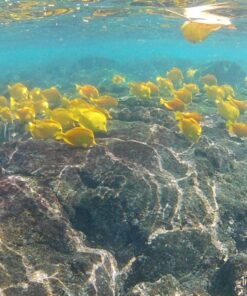 AKASO EK7000 4K30FPS 20MP Action Camera Ultra HD Underwater Camera 170 Degree Wide Angle 98FT Waterproof Camera Support External Microphone Black 45 81pN9aSuC5L