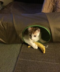 Yeowww! Yellow Banana Catnip Toy (2 Pack) 27 81pO1mEUhmL