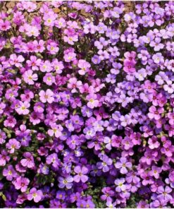 Seed Needs, Purple Rockcress Seeds - 1,000 Heirloom Seeds for Planting Aubrieta deltoidea - Perennial Flower Great for Rock Gardens, Groundcover, Attracts Pollinators (5 Packs) 2 Packs (2,000 Seeds) 11 81pOvwpaGQL