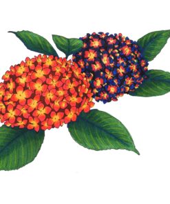 Copic Sketch, Alcohol Markers, 6pc Set, Bold Primaries Bold Primary Colors Marker Set 9 81pQ1Ldk8vL