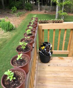 Outsidepride Zinnia Elegans Lilliput Heat & Drought Tolerant Garden Cut Flower Mix - 1000 Seeds Lilliput Mix 77 81pQdWBMvL