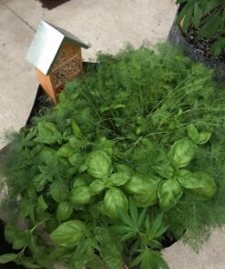 Niteangel Natural Wooden Insect Hotel, Garden Insect House for Ladybugs, lacewings, Butterfly, Bee, Bug 10 x 6 x 3.4 inch Red 38 81pRIvFjGHL