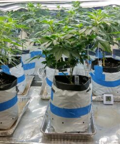 Advanced Nutrients 6201-14AB pH Perfect Sensi Grow Part A+B, 1 Liter, Brown/A 9 81pRNcN0jjL