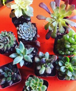 Succulent Assorted Pack- Perfect for Weddings, Party Favors, Home Gardens, and Social Events by Jiimz (15 Pack) 63 81pZKK0GyiL
