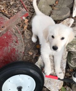 Universal Fit, Flat Free Wheelbarrow Tire and Wheel Assembly with Adapter Kit 47 81paMXCLWOL