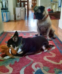 KONG - Cozie Marvin Moose - Indoor Cuddle Squeaky Plush Dog Toy - for Small Dogs Gold,brown 31 81pfVIor01L