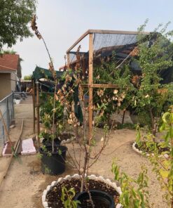 Humboldts Secret Golden Tree: Best Plant Food for Plants & Trees - All-in-One Concentrated Additive - Vegetables, Flowers, Fruits, Lawns, Roses, Tomatoes & More (16 Ounce) 16 Ounce 46 81pljulvZXL