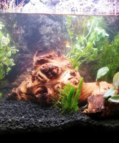 6 Plant Species Live Aquatic Plants Package - Microsorum Java Fern, Amazon, Moneywort and More! 40 81pqWZ3n4WL