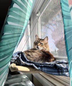 Natural Balance Limited Ingredient Adult Grain-Free Dry Cat Food, Salmon & Green Pea Recipe, 10 Pound (Pack of 1) 10.00 Pound (Pack of 1) 26 81prSqoZHL 1