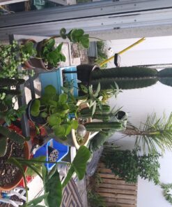 Hoffman 10410 Organic Cactus and Succulent Soil Mix, 10 Quarts 37 81q3yHYNcQL