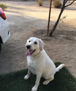 IAMS Smart Puppy Large Breed Dry Dog Food with Real Chicken, 30.6 lb. Bag 30.6 Pound (Pack of 1) 51 81q50PPlomL