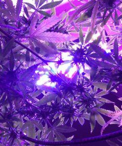 BESTVA 2024 Newest Upgrade 2000W Led Grow Light with High Yield Diodes Full Spectrum LED Grow Lights for Indoor Plants Greenhouse Veg Bloom Light Hydroponic Grow Lamp 51 81q7yXgEGlL