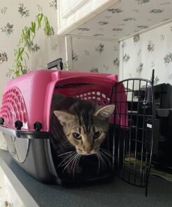 Petmate Two Door Pet Kennel for Pets up to 15 Pounds, Pink/Black, 19" Long, Made in USA Two-door 19.0"L x 13.0"W x 10.0"H 34 81q9C8KBc9L