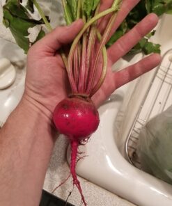 Seed Needs, 1,500+ Rainbow Beet Seed Mixture - 8 Variety Heirloom Mix (Beta vulgaris) Bulk Non-GMO 53 81qBY4lqoYL