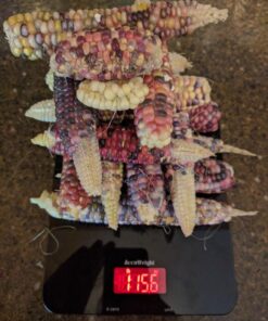 Glass Gem Indian Corn Heirloom Seed - The Most Beautiful Corn in the World! 51 81qGEsBVTVL