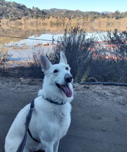 PetSafe Indoor Ultrasonic Dog Bark Control - No Collar Needed - Up to 25 ft Range - Anti-Bark Pet Training System - Automatic with Manual Trainer Button One Size 30 81qLb WUFQL