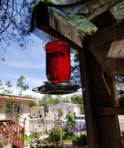 Perky-Pet 786-1SR Mason Jar Vintage Glass Hummingbird Feeder - Outdoor Garden Décor - 32-oz Red Mason Jar 42 81qNN8qo L